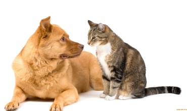 Kedi Ve Köpeklerde Kanlı Dışkı Ne Kadar Tehlikelidir?